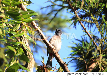 Blackcurrant bulbul Blackcurrant bulbul 9637836
