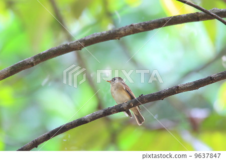 Chamne Samebitaki 9637847