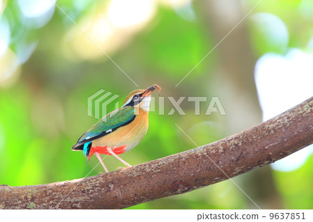 印度珍珠牡蠣 9637851