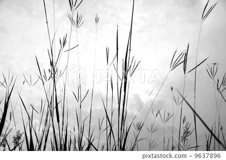 Grass of the field. Grass of the field. 9637896