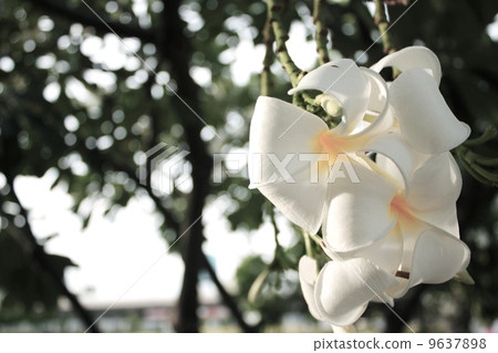 White flowers. White flowers. 9637898