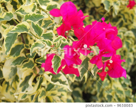 Boukenvillea 9638083
