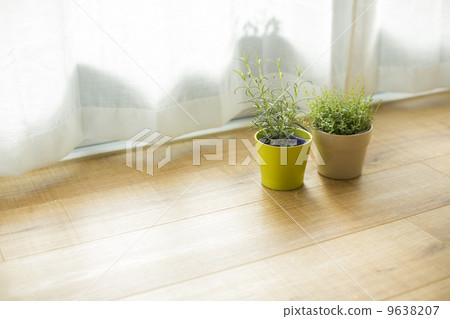 盆栽植物放在客廳裡 盆栽植物放在客廳裡 9638207