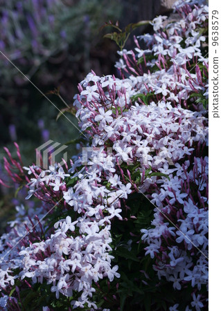 I am Mr. Hagoromo Hagoromo Jasmine. It is a good incense. 9638579