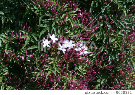 I am Mr. Hagoromo Hagoromo Jasmine. 9638581