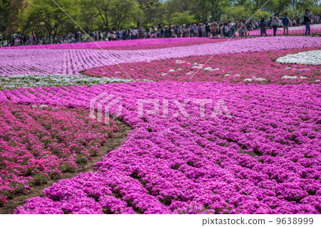 Riyama Park / Shiba Sakura no Oka Riyama Park / Shiba Sakura no Oka 9638999