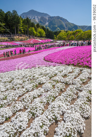 Riyama Park / Shiba Sakura no Oka 9639002