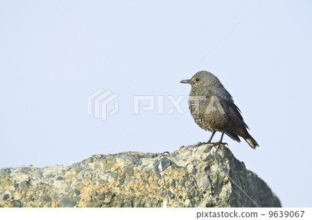 Bumblebush female 9639067