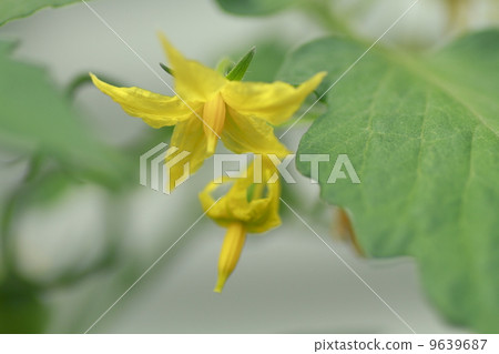 番茄花 9639687