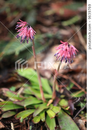 Flower of Shoddy Bakama 9639769