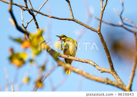 Black-naped oriole 9639843
