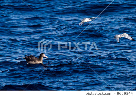 信天翁 信天翁 9639844