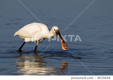 Hellero Hellero 9639846