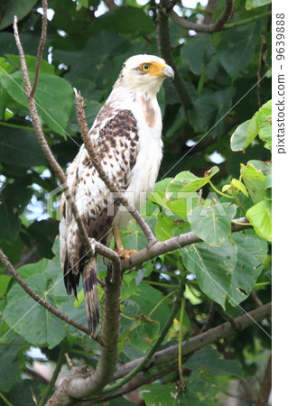 The young bird of the reed eagle 9639888