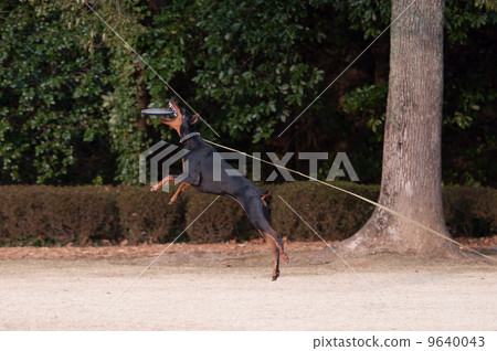 Doberman catching frisbee Doberman catching frisbee 9640043