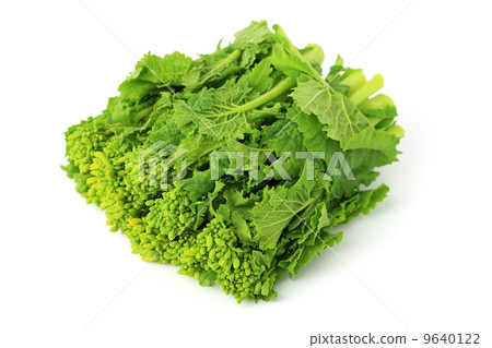 食用油菜花 食用油菜花 9640122