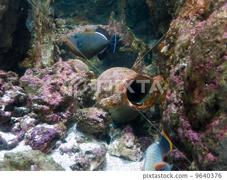 Amphora from ship wreck Amphora from ship wreck 9640376