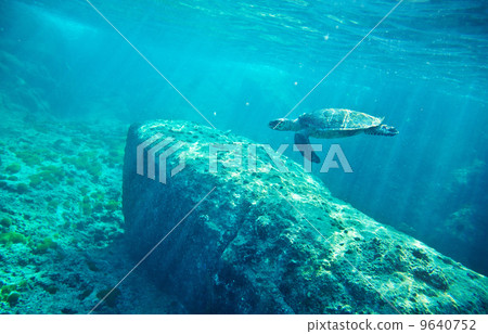 Green Sea Turtle (Chelonia mydas) 9640752