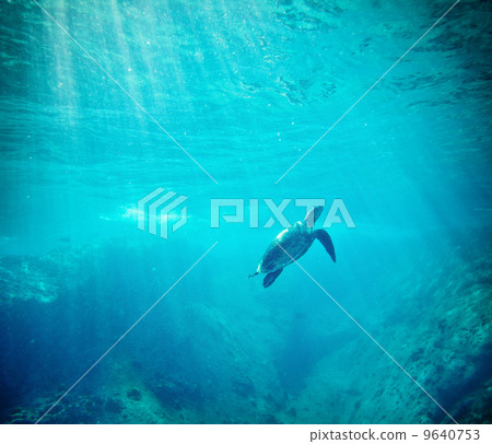 Green Sea Turtle (Chelonia mydas) 9640753