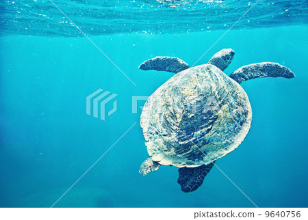 Green Sea Turtle 9640756