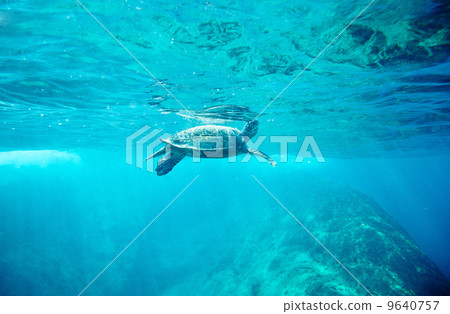 Green Sea Turtle (Chelonia mydas) 9640757