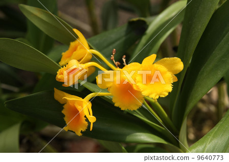 法國蘭花 法國蘭花 9640773