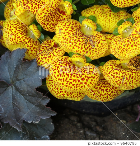 Calceulararia 9640795