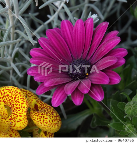 Osteoporumum和Calceoraria Osteoporumum和Calceoraria 9640796