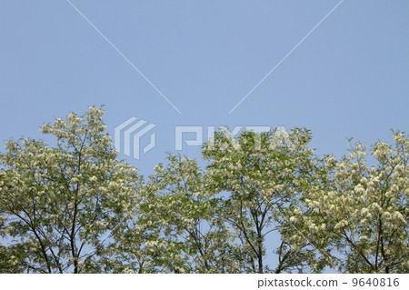 Harienge Harienge 9640816