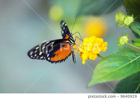 Monarch Butterfly 9640929