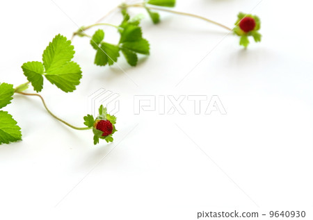 snake strawberry 9640930