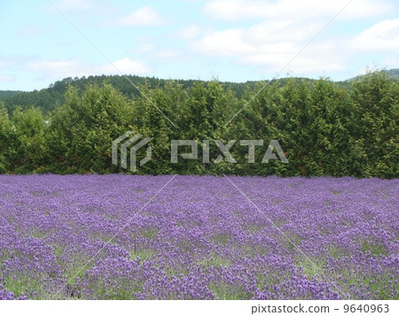 lavender lavender 9640963