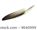 feather isolated on white background 9640999