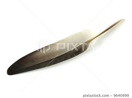 feather isolated on white background feather isolated on white background 9640999