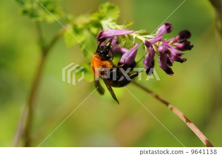 Tiger bee Tiger bee 9641138