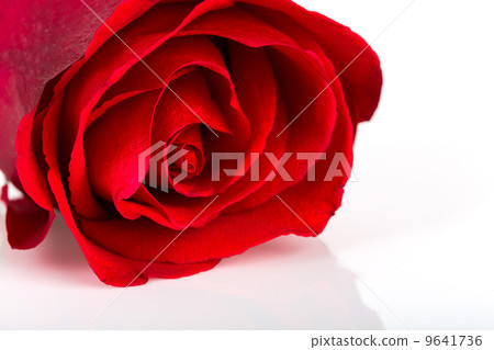 Beautiful red rose isolated on white background 9641736