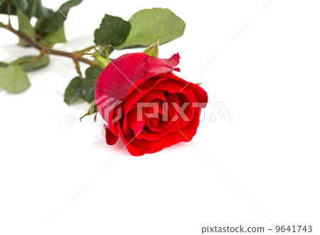 Beautiful red rose isolated on white background Beautiful red rose isolated on white background 9641743
