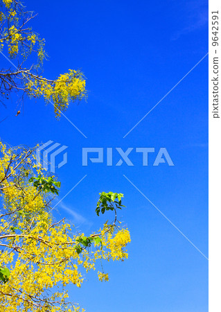 Cassia Fistula in clear blue sky 9642591