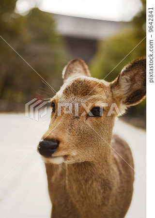 Animal welfare image 9642841