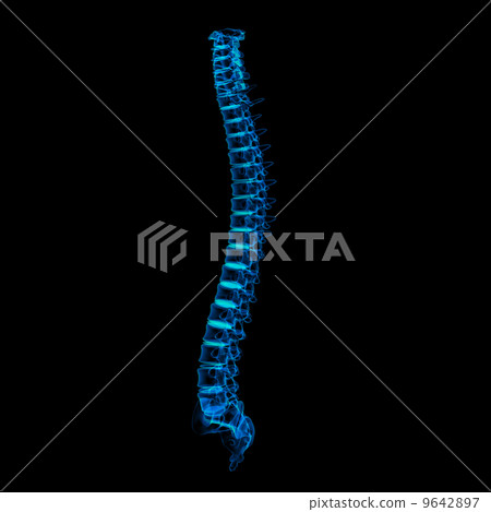 3d rendered illustration - human spine 9642897