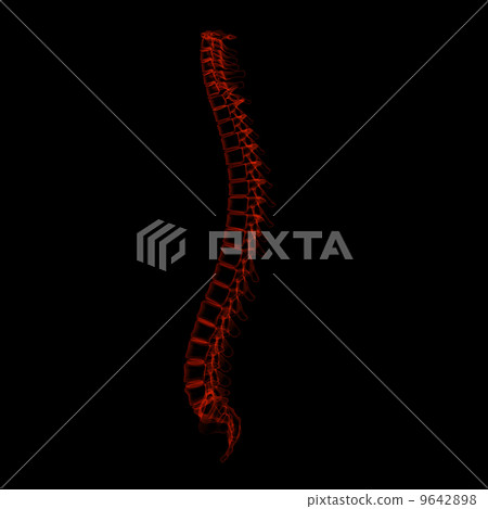 3d rendered illustration - human spine 9642898