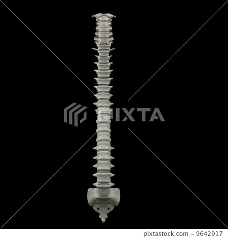 3d rendered illustration - human spine 3d rendered illustration - human spine 9642917
