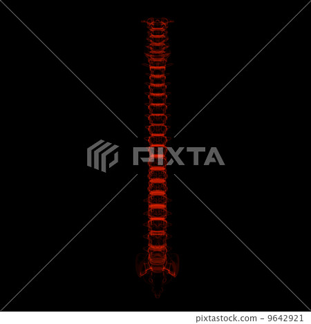 3d rendered illustration - human spine 9642921