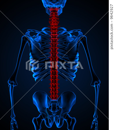 Skeleton of the man with the backache. 9642927