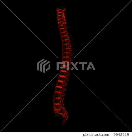 3d rendered illustration - human spine 9642929