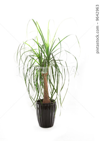 葉子植物 9642963
