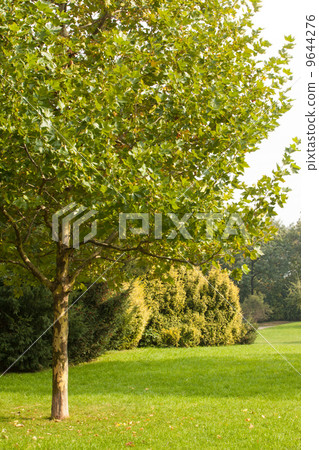 Trees and meadow Trees and meadow 9644276