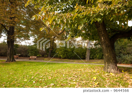 Trees and meadow in the park 9644566