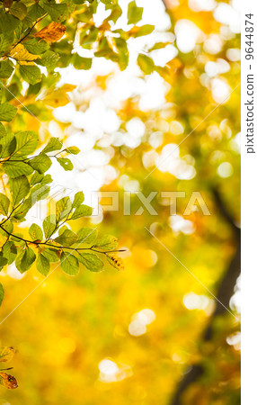 Detail shot of leaves 9644874