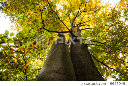 Low angle view of large trees Low angle view of large trees 9645049